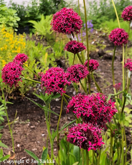 Silene asterias, balkaninkohokki